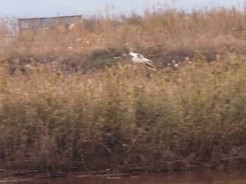 Saunders's Gull 飯梨川河口(島根県安来市) Thu, 1/19/2023