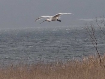 Eurasian Spoonbill 斐伊川河口 Fri, 1/20/2023