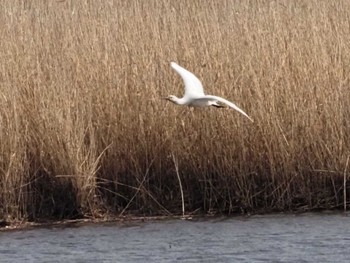 Eurasian Spoonbill 斐伊川河口 Fri, 1/20/2023