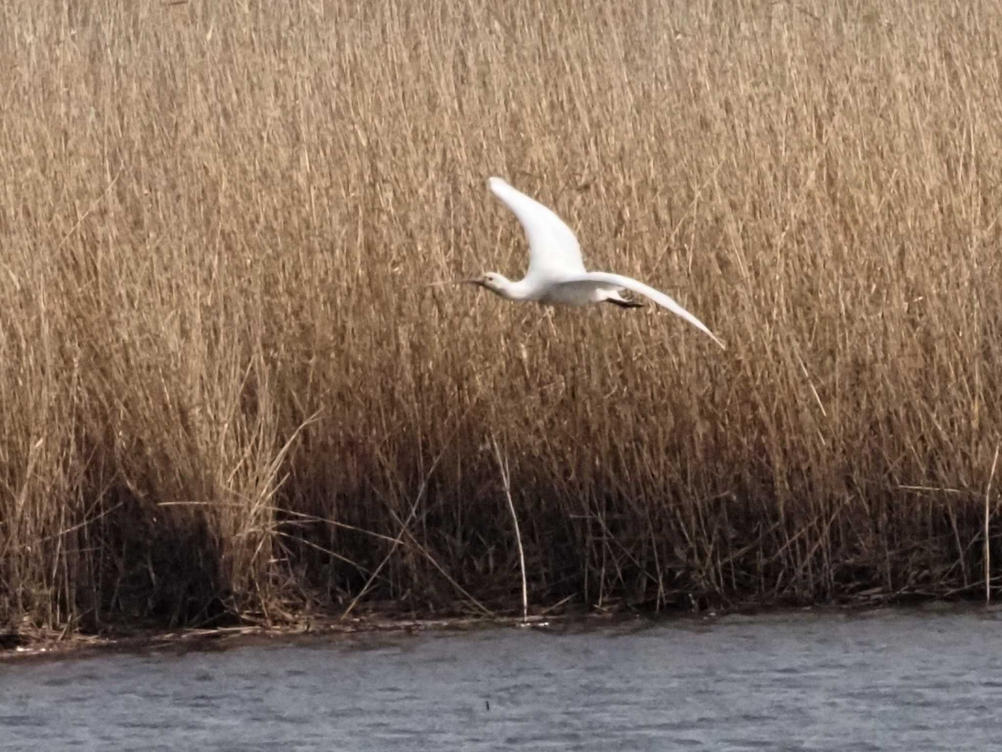 Photo of Eurasian Spoonbill at 斐伊川河口 by マル