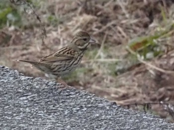 アオジ 甲山森林公園 2023年1月21日(土)