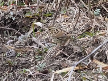 アオジ 甲山森林公園 2023年1月21日(土)