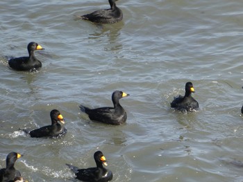 Black Scoter 北海道根室市納沙布岬 Sun, 3/11/2018