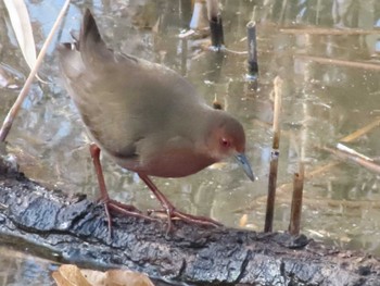 2023年1月21日(土) 浮間公園〜荒川自然観察園の野鳥観察記録