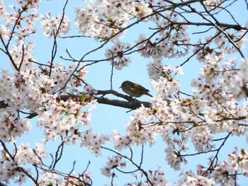 ウグイス 東京01 2018年3月31日(土)