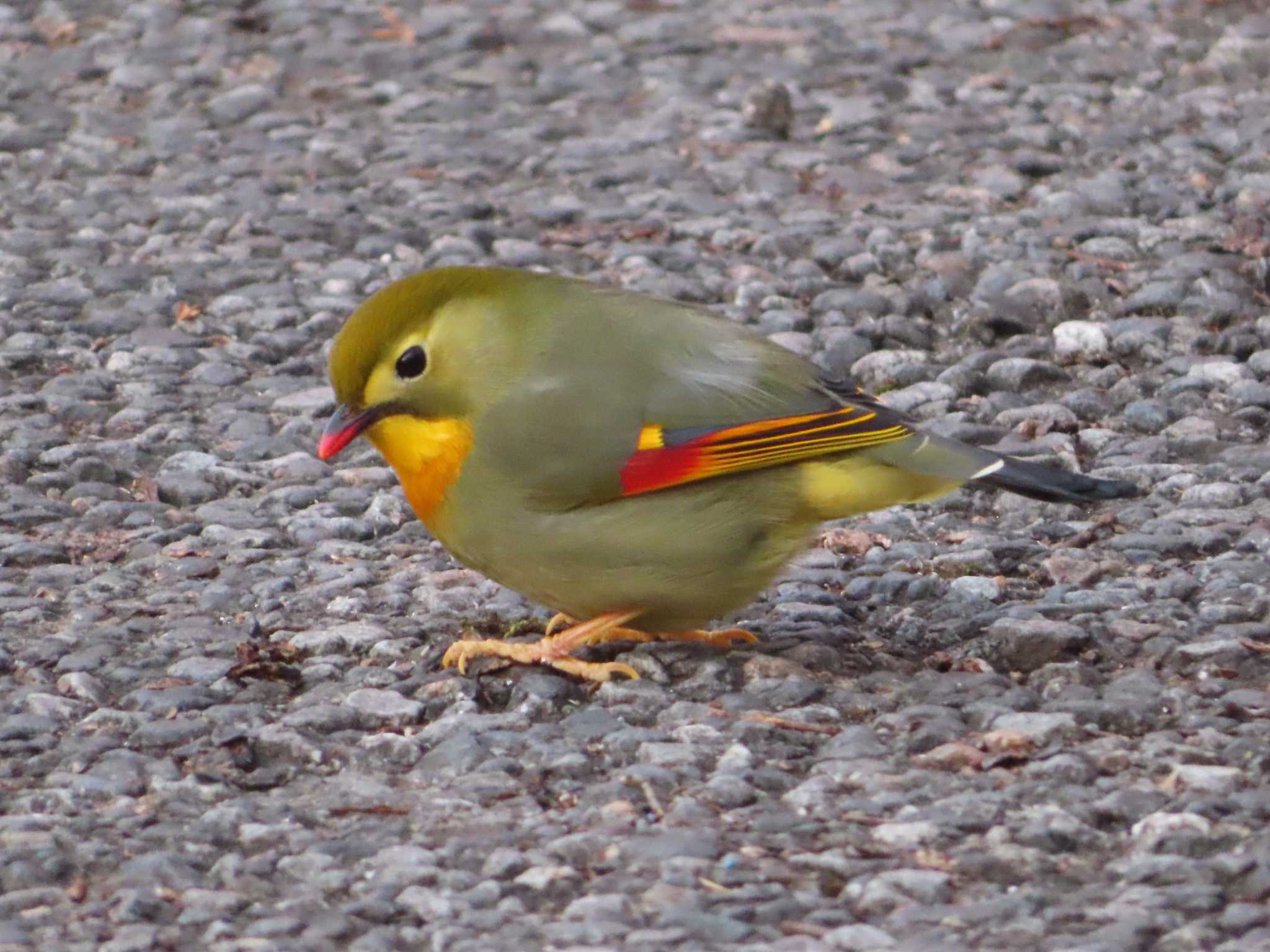 Photo of Red-billed Leiothrix at Mt. Tsukuba by ゆ