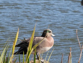 アメリカヒドリ 浮間公園〜荒川自然観察園 2023年1月21日(土)