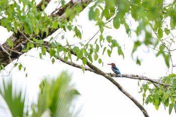 Brown-breasted Kingfisher PICOP(PHILIPPINE) Mon, 3/19/2018
