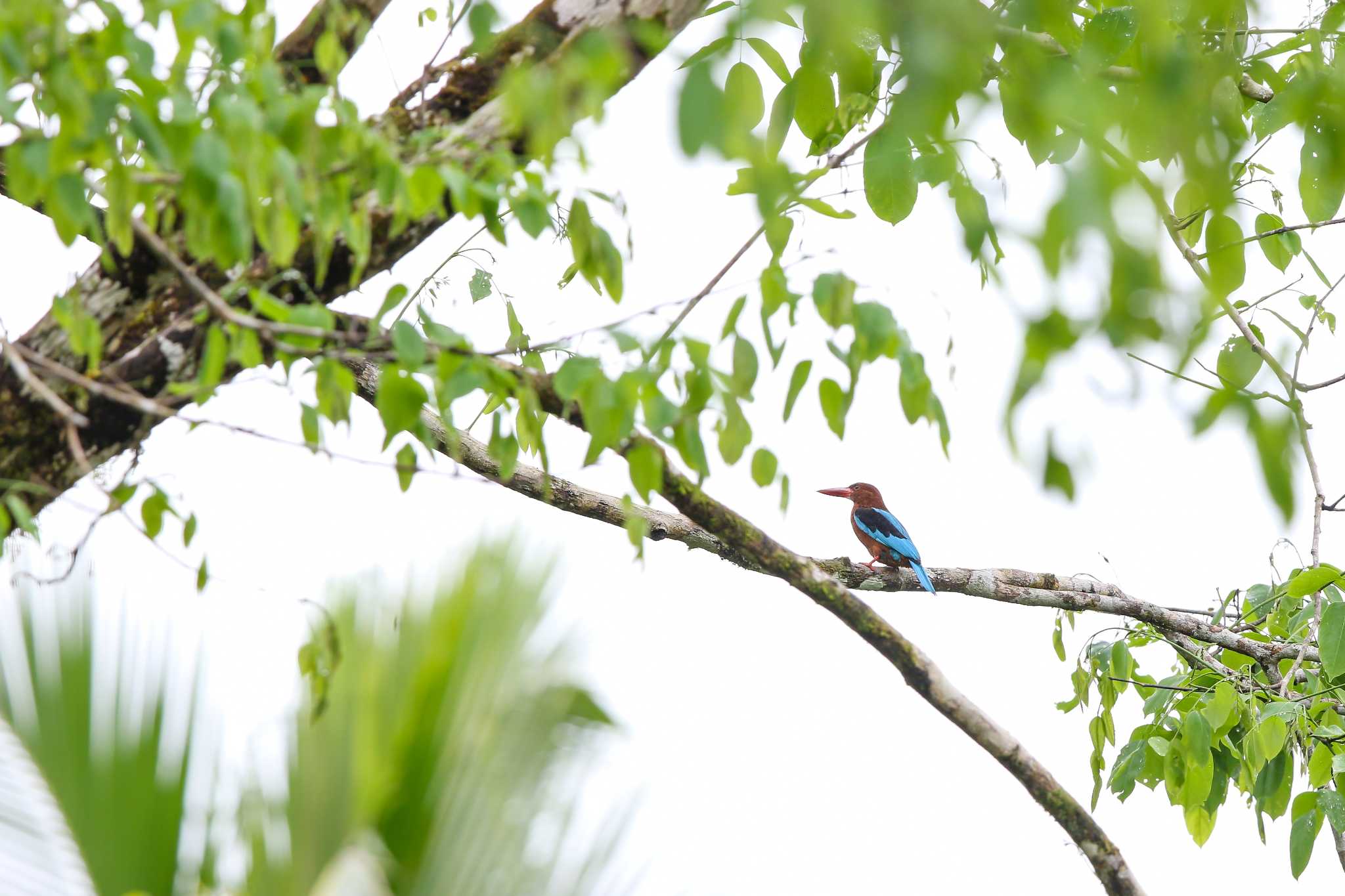 Brown-breasted Kingfisher