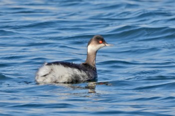 2023年1月20日(金) お台場海浜公園の野鳥観察記録