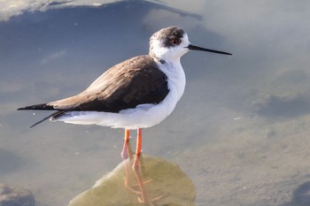 Black-winged Stilt 土留木川河口(東海市) Sat, 1/21/2023