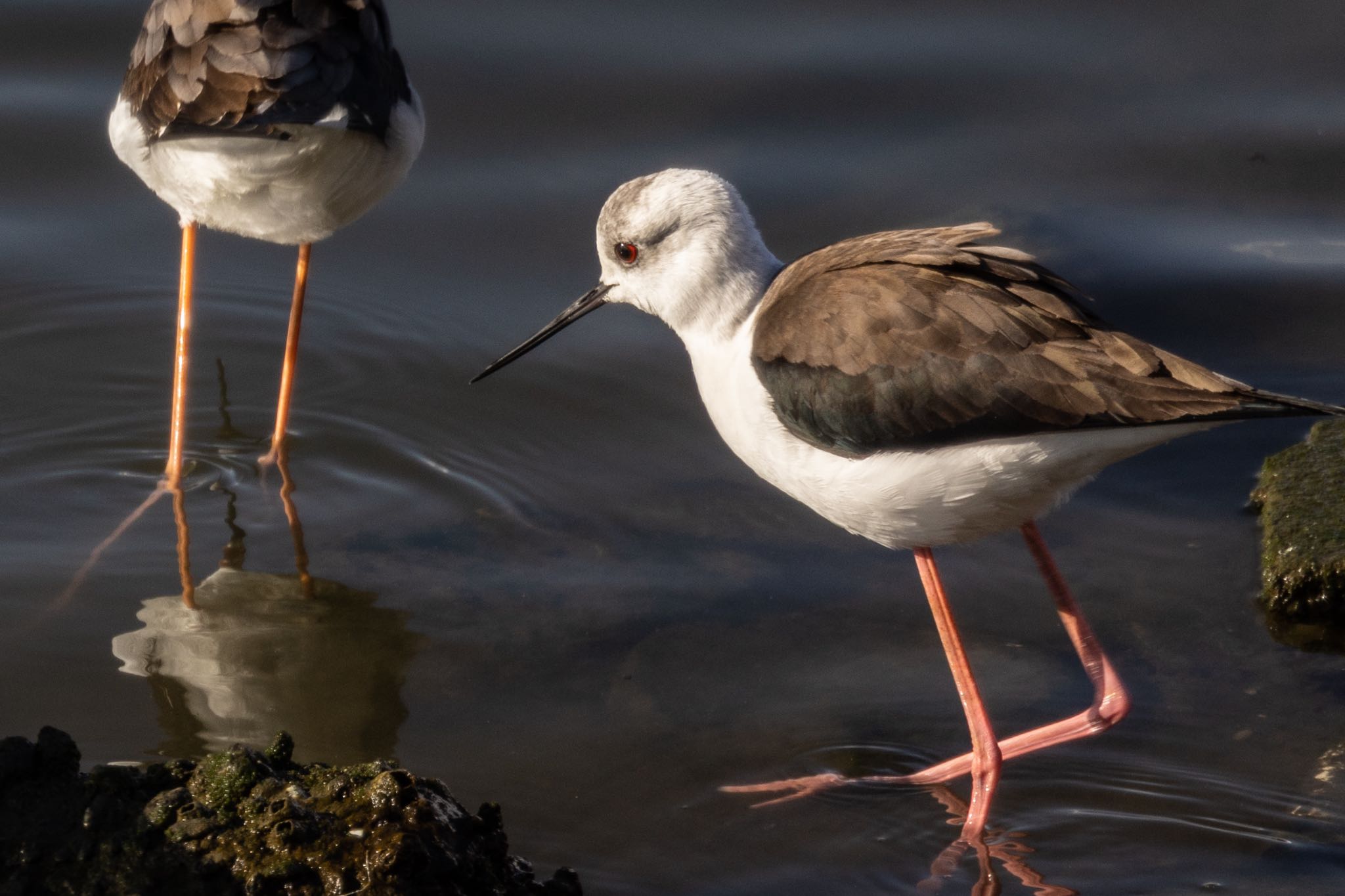 Photo of Black-winged Stilt at 土留木川河口(東海市) by 青ちゃん