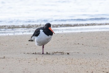 Eurasian Oystercatcher 高松干潟(四日市) Sat, 1/21/2023