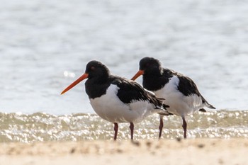 Eurasian Oystercatcher 高松干潟 Sat, 1/21/2023