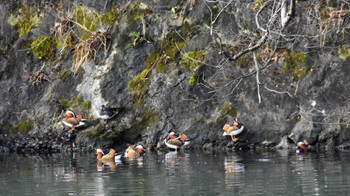 2023年1月15日(日) 小諸 西浦調整池の野鳥観察記録