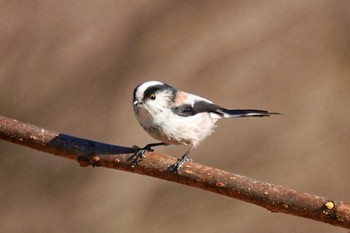 2023年1月21日(土) 相模川自然の村公園の野鳥観察記録