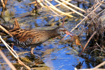 Sun, 2/4/2018 Birding report at Kasai Rinkai Park