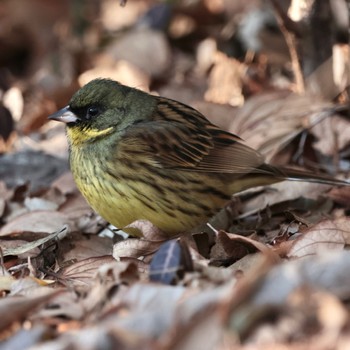 2023年1月21日(土) 昭和記念公園の野鳥観察記録