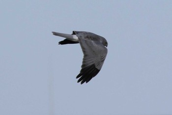 Hen Harrier Nabeta Reclaimed land Sat, 1/21/2023