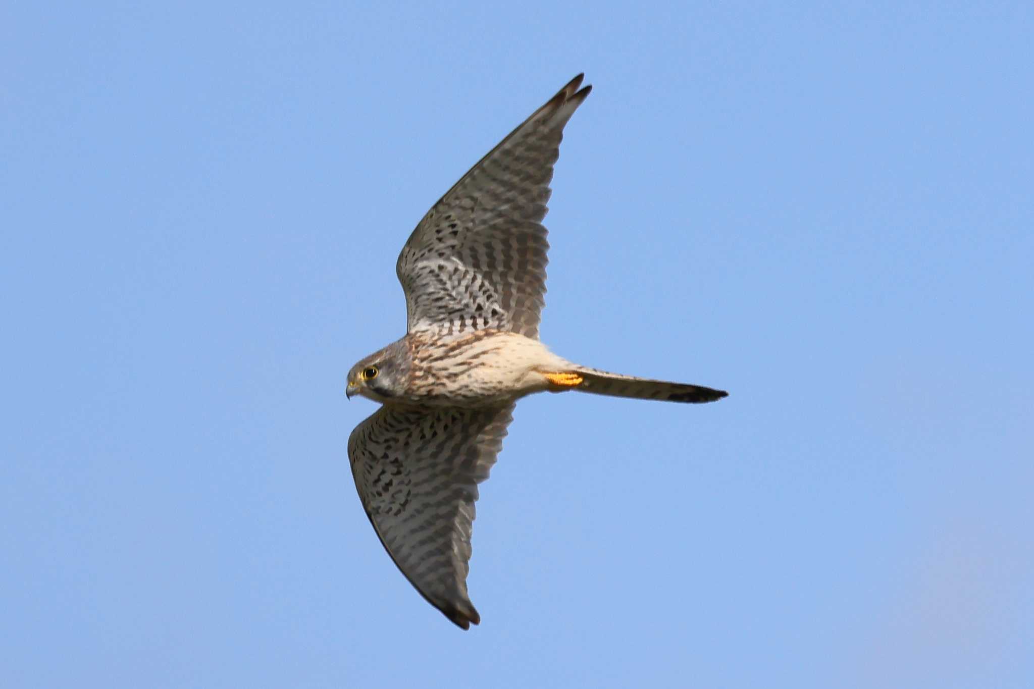 Photo of Common Kestrel at Nabeta Reclaimed land by toshi