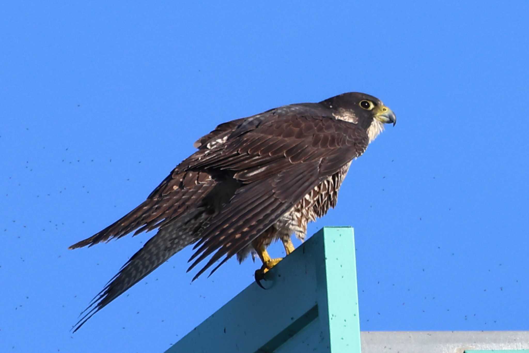 Photo of Peregrine Falcon at Nabeta Reclaimed land by toshi