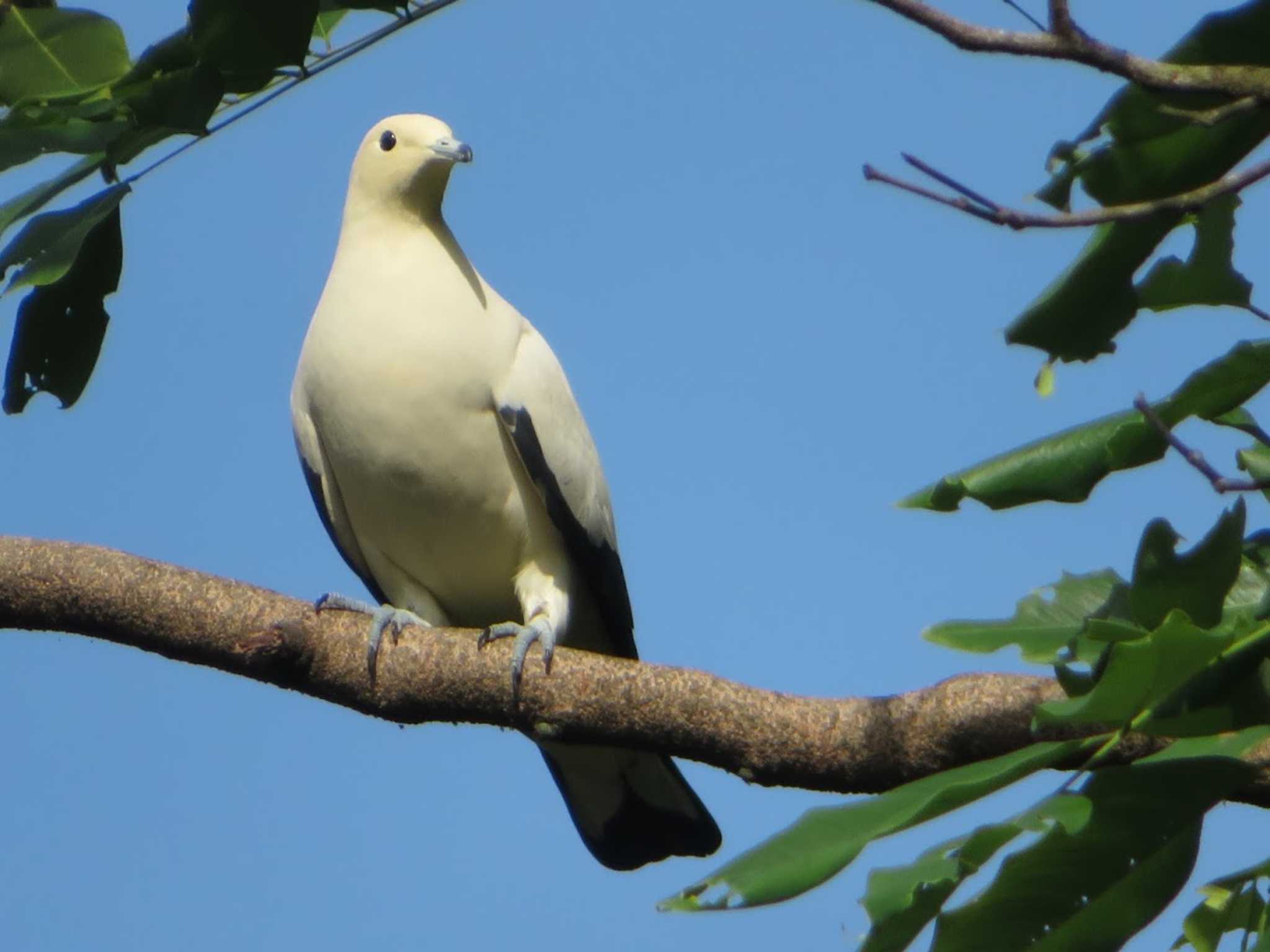 Jurong bird park ソデグロバトの写真 by 益子オオマシコ