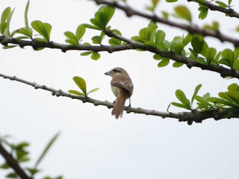 Brown Shrike Gardens by the Bay (Singapore) Unknown Date