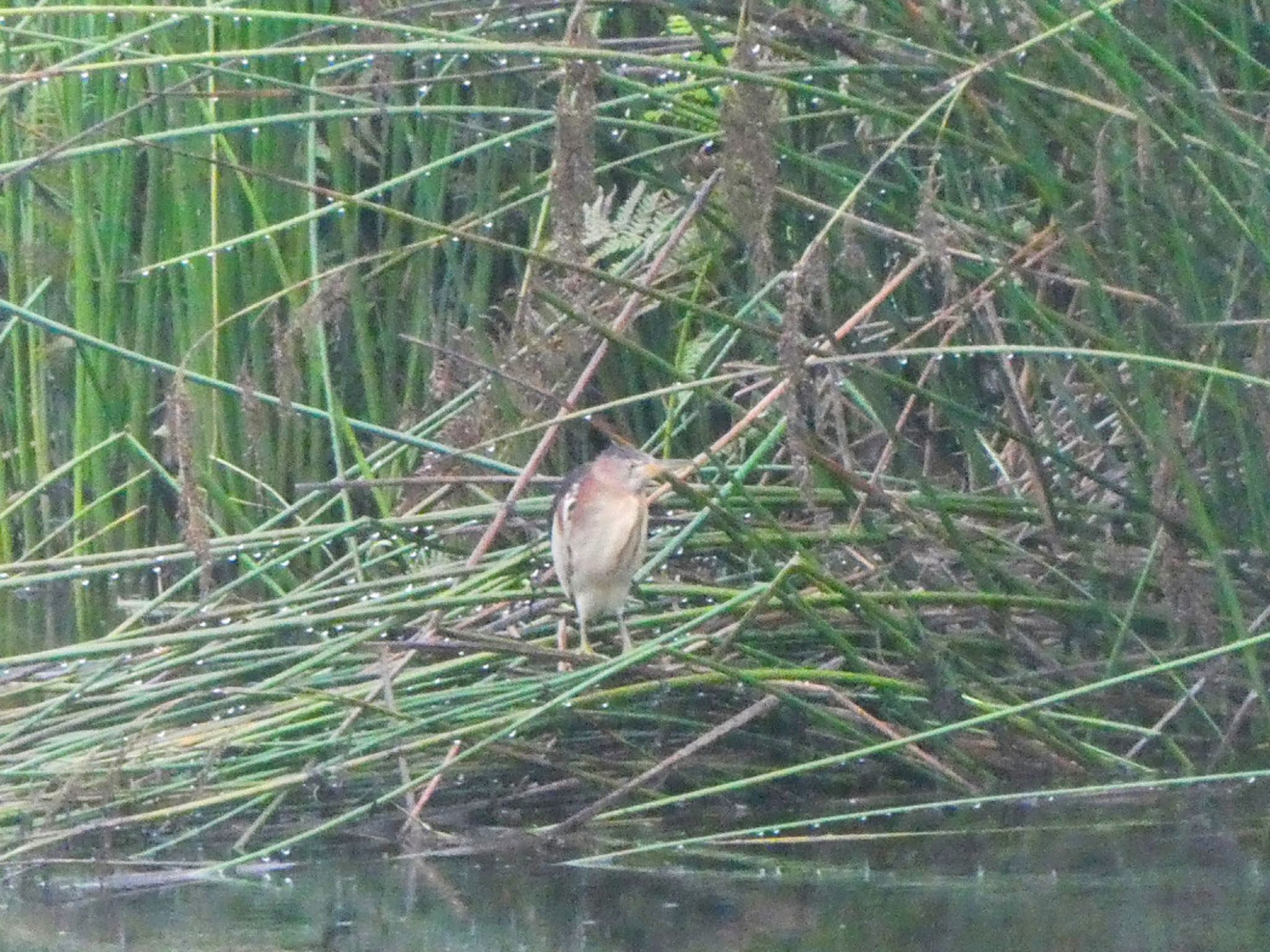 Narawang Wetland(NSW) セグロヨシゴイの写真 by Maki