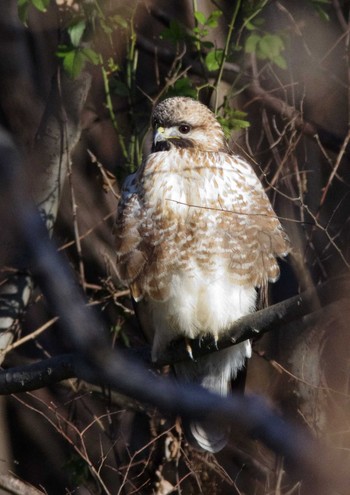 Eastern Buzzard 杭瀬川スポーツ公園 Tue, 1/10/2023