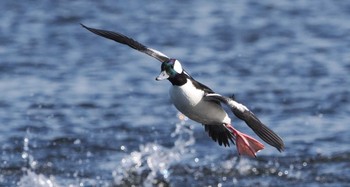 Bufflehead 多摩川 Sat, 1/21/2023