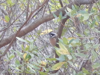 2023年1月21日(土) こども自然公園 (大池公園/横浜市)の野鳥観察記録