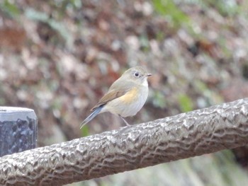 ルリビタキ こども自然公園 (大池公園/横浜市) 2023年1月21日(土)