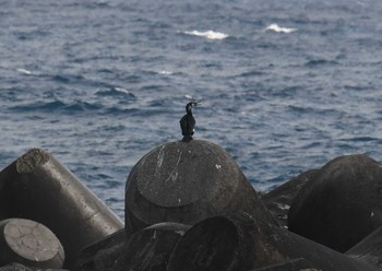 Japanese Cormorant 八丈島航路 Sat, 3/31/2018