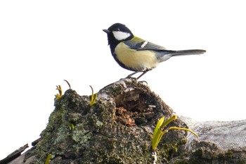 Japanese Tit 南洲神社 Sun, 1/22/2023