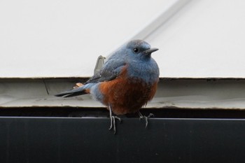 Blue Rock Thrush 南洲神社 Sun, 1/22/2023