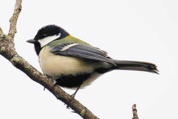 Japanese Tit 南洲神社 Sun, 1/22/2023