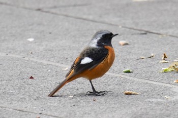 Daurian Redstart 鹿児島市 Sun, 1/22/2023