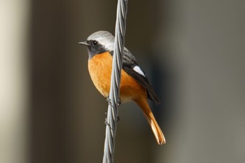 Daurian Redstart 鹿児島市 Sun, 1/22/2023