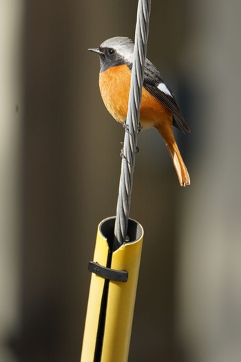 Daurian Redstart 鹿児島市 Sun, 1/22/2023