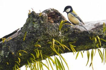 Japanese Tit 南洲神社 Sun, 1/22/2023