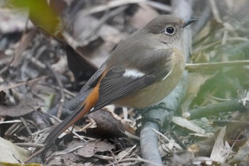 Daurian Redstart 南洲神社 Sun, 1/22/2023