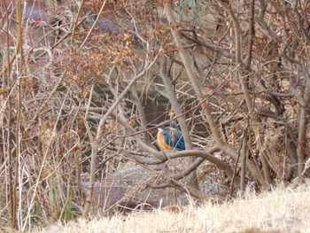 カワセミ こども自然公園 (大池公園/横浜市) 2023年1月21日(土)