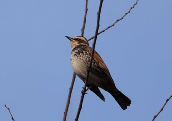 2023年1月22日(日) 入間川(笹井堰周辺)の野鳥観察記録