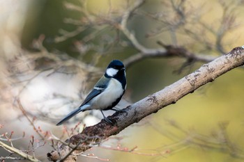 シジュウカラ 京都府立植物園 2023年1月22日(日)