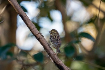 アオジ 京都府立植物園 2023年1月22日(日)