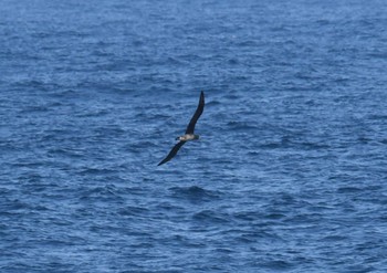 Black-footed Albatross 八丈島航路 Sat, 3/31/2018