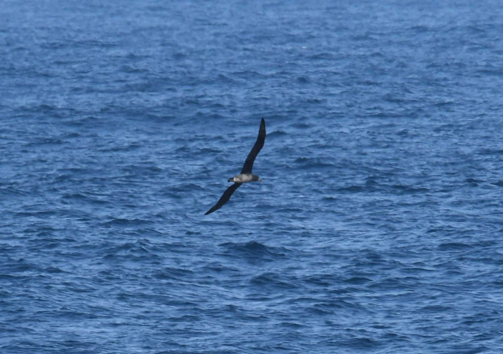 Photo of Black-footed Albatross at 八丈島航路 by あひる