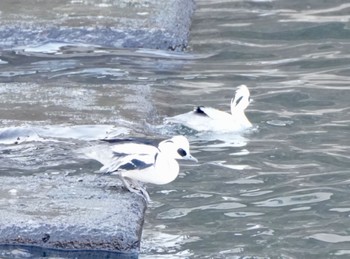 2023年1月21日(土) 諏訪湖の野鳥観察記録