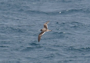 Streaked Shearwater 八丈島航路 Sat, 3/31/2018