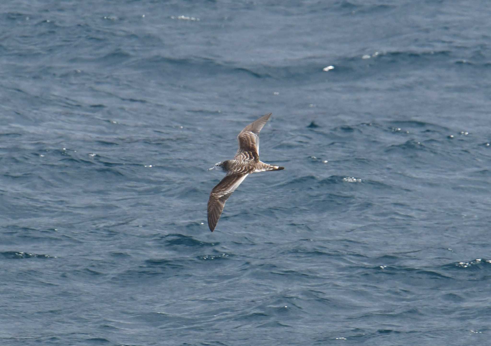 Photo of Streaked Shearwater at 八丈島航路 by あひる